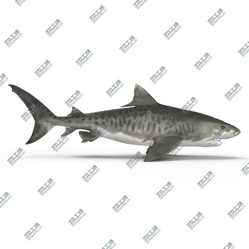 images/goods_img/20210313/Tiger Shark/5.jpg